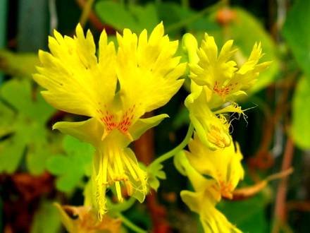 TropaeolumPeregrinum