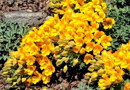 TropaeolumPolyphyllum