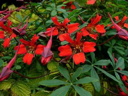 TropaeolumSpeciosum1