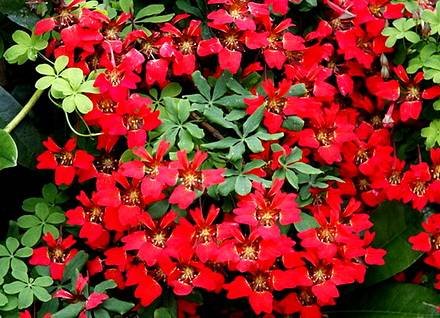 TropaeolumSpeciosum2