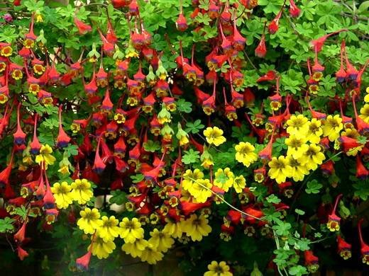 TropaeolumTtricolor
