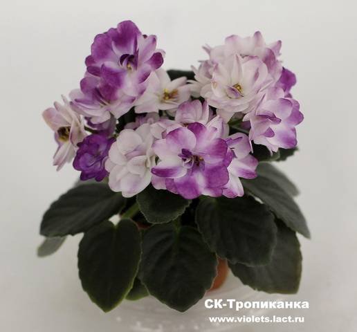 Тропиканка5