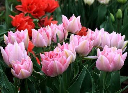 Tulipa1