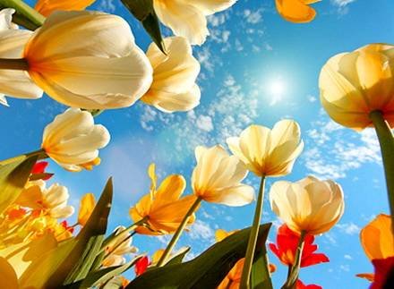 Tulipa10
