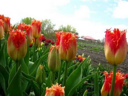 Tulipa11