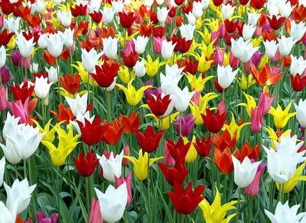 Tulipa12