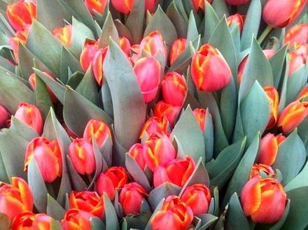 Tulipa13