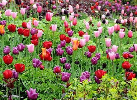 Tulipa14