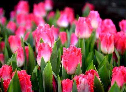 Tulipa15