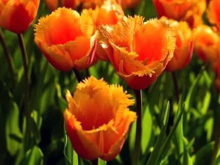 Tulipa16