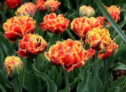 Tulipa18