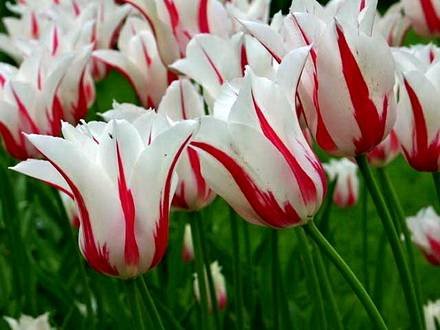 Tulipa19