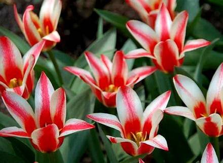 Tulipa2