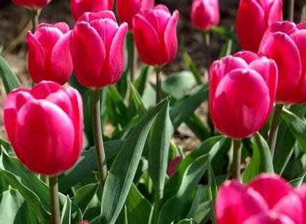 Tulipa20