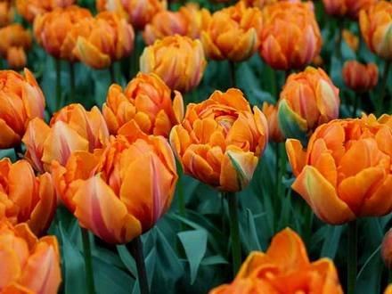 Tulipa21