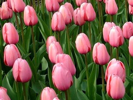 Tulipa23