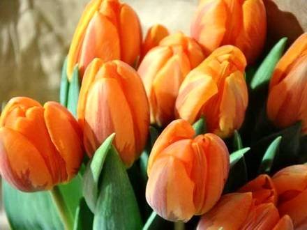 Tulipa24