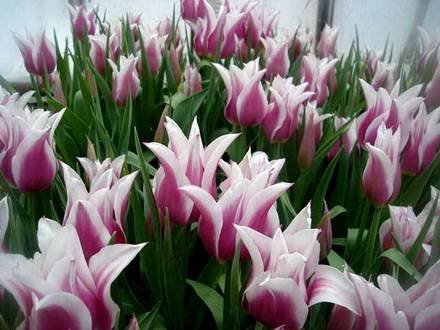 Tulipa25
