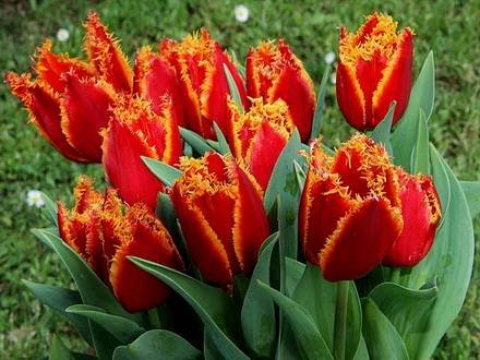 Tulipa26