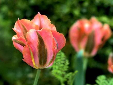 Tulipa27