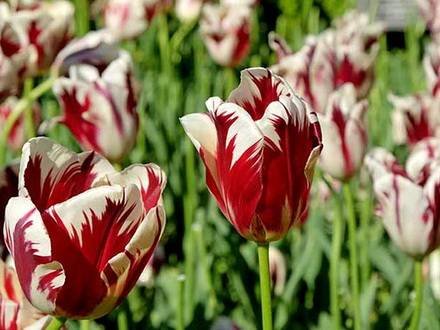 Tulipa28