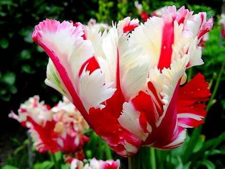 Tulipa29