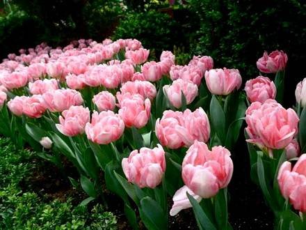 Tulipa30