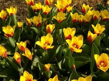 Tulipa31
