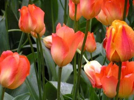 Tulipa32