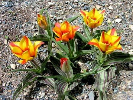 Tulipa33
