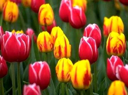 Tulipa33