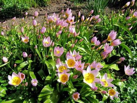 Tulipa34