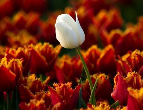 Tulipa35