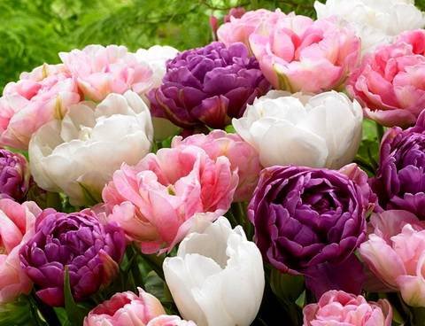 Tulipa36