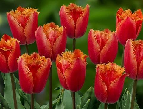 Tulipa37