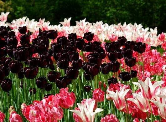 Tulipa38