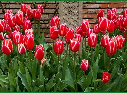 Tulipa39