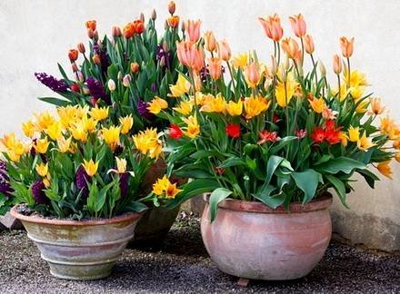 Tulipa4