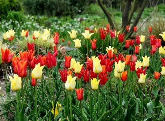 Tulipa40