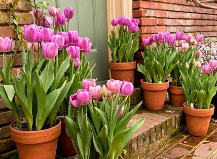 Tulipa5