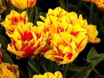 Tulipa6