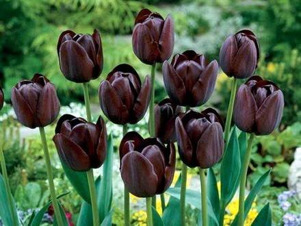 Tulipa8