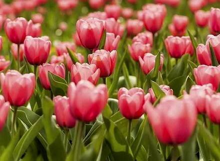 Tulipa9