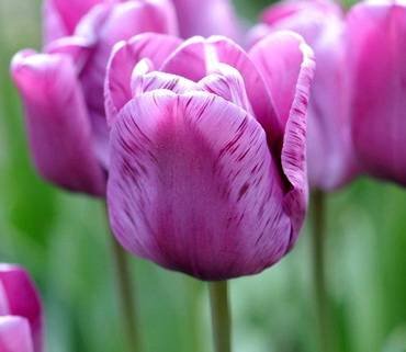 TulipaAndreRieu