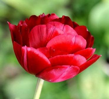 TulipaAntraciet