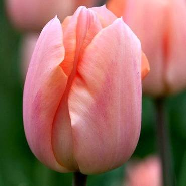 TulipaApricotBeauty
