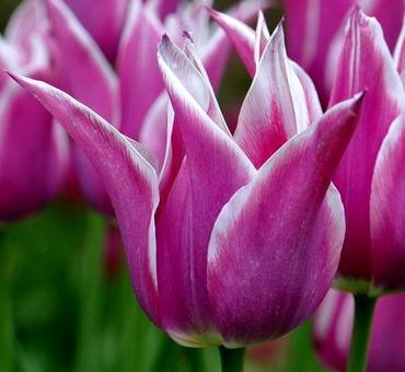 TulipaBallade