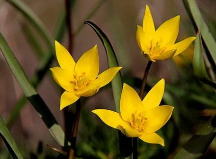 TulipaBiebersteiniana