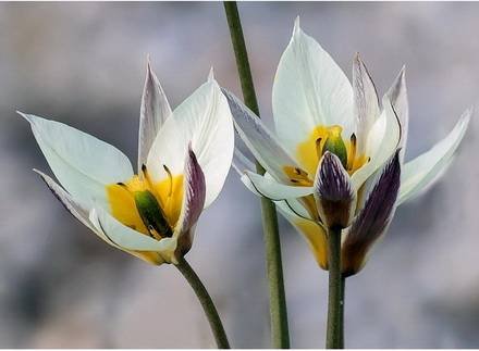 TulipaBiflora