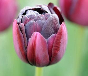 TulipaBlackHero